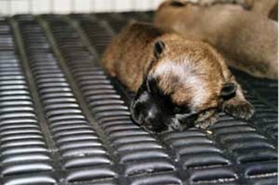 Luchtbed voor pups of zieke dieren